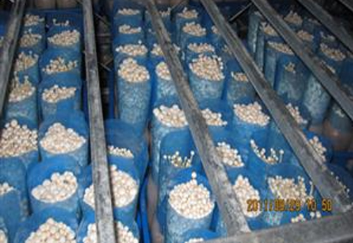 Mushroom factory supporting equipment